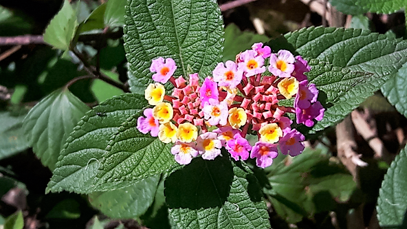 flowers of munnar